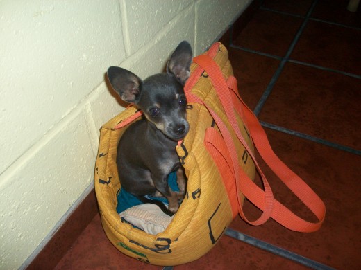 mailek en su bolso de viaje listo para salir..!!!